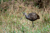 Limpkin