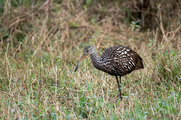 Limpkin