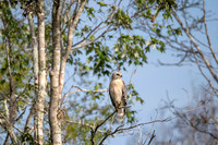Red-shouldered Hawk