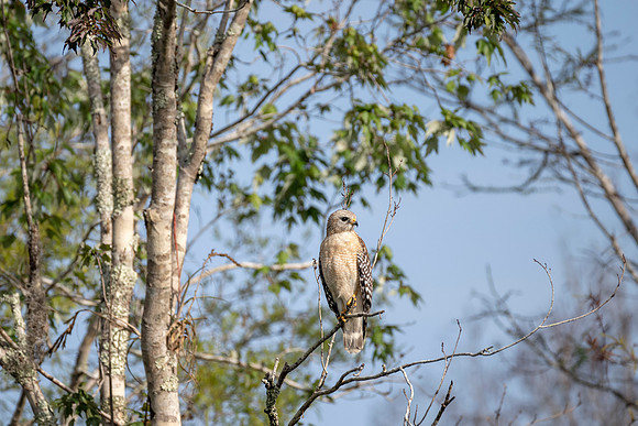 Red-shouldered Hawk