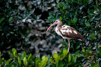 White Ibis