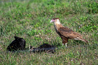 Crested Caracara (Juvenile)
