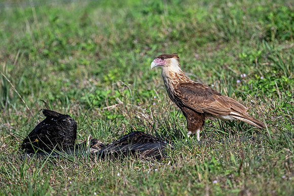 Crested Caracara (Juvenile)