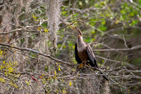 Anhinga