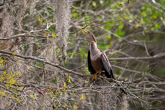 Anhinga