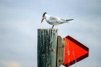 Royal Tern