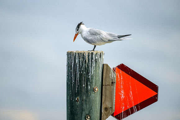 Royal Tern