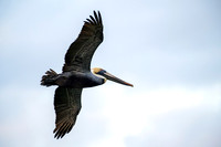 Brown Pelican
