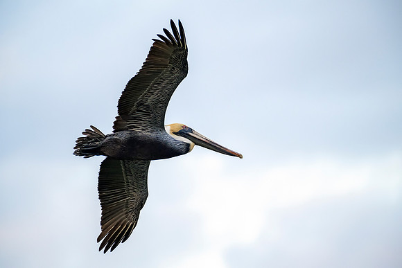 Brown Pelican