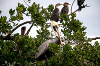 Brown Pelican with Crested Cormorants