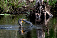 Double-crested Cormorant