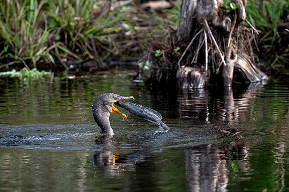 Double-crested Cormorant