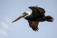Brown Pelican