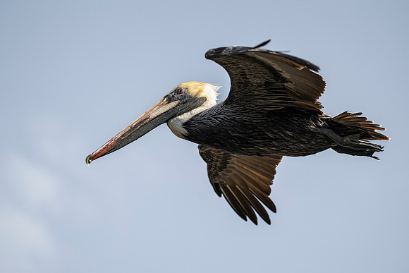 Brown Pelican