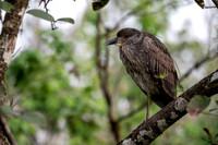 Black-crowned Night Heron (Juvenile)