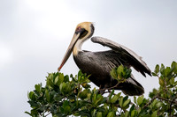 Brown Pelican