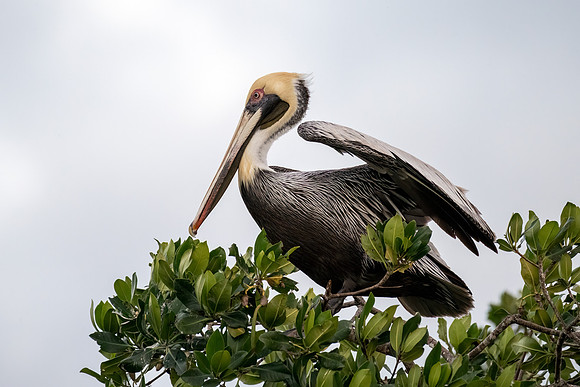 Brown Pelican