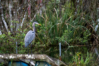 Great Blue Heron