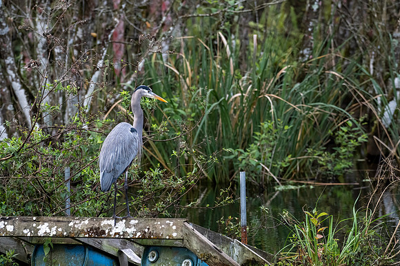 Great Blue Heron