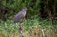 Yellow-crowned Night Heron (Juvenile)