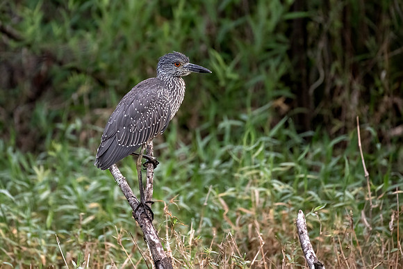 Yellow-crowned Night Heron (Juvenile)