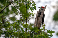 Pileated Woodpecker