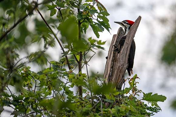 Pileated Woodpecker