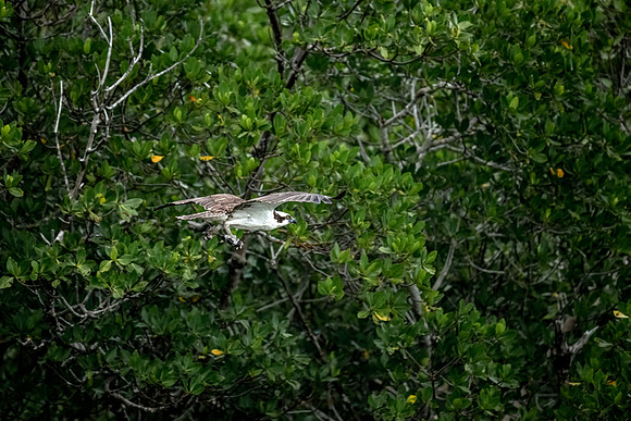 Osprey