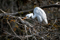 Great Egret