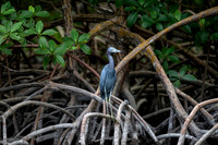 Little Blue Heron