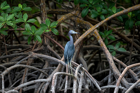 Little Blue Heron