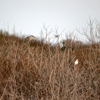 _DSC0980