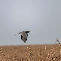 _DSC1127