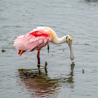GSI - Port Aransas