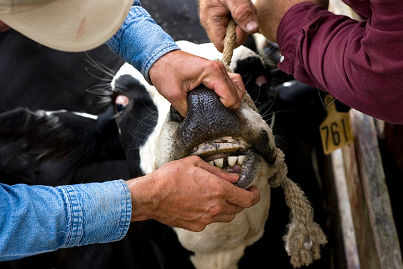 Wharton County, Texas