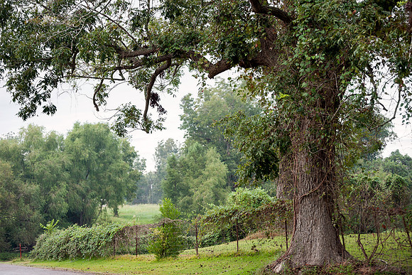 Caney Creek and Trees, Wharton County, Texas 2015