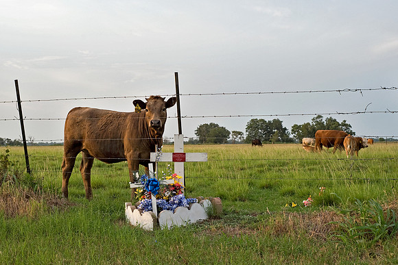 Iago, Texas 2009