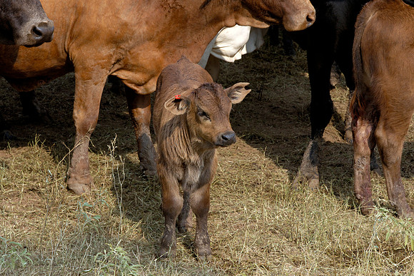 Wharton County, Texas